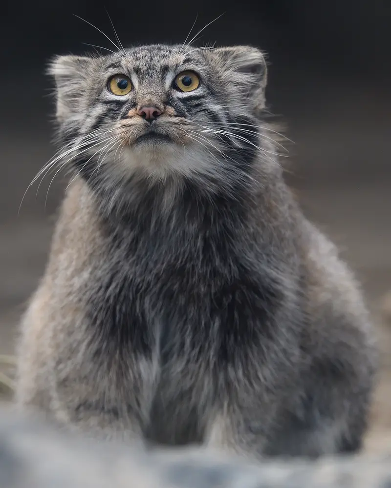 A photograph of Mei in Kobe Animal Kingdom