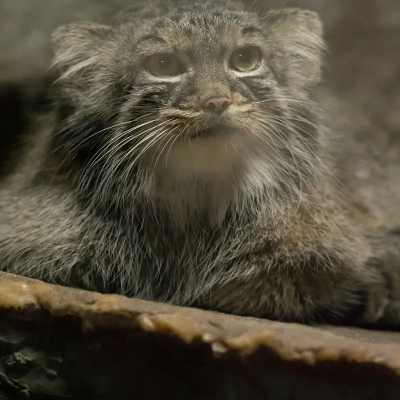 A photograph of Shafran in Ueno Zoological Gardens