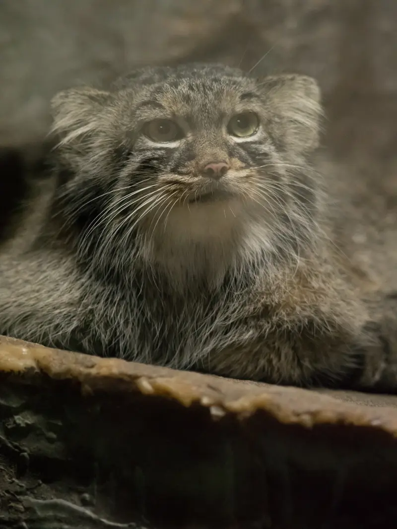 A photograph of Shafran in Ueno Zoological Gardens