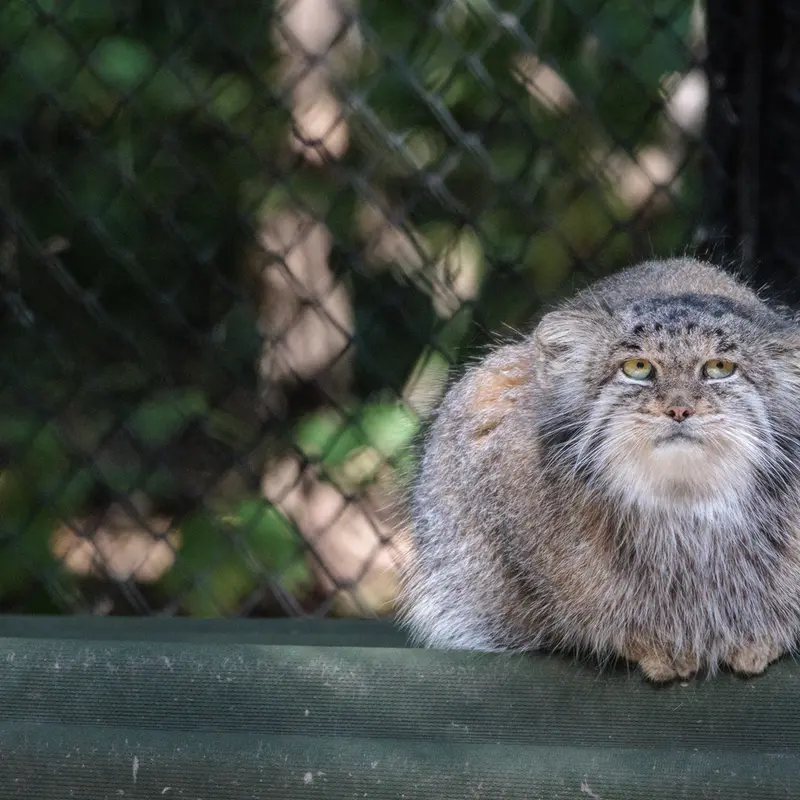 A photograph of Mia in Novosibirsk Zoo