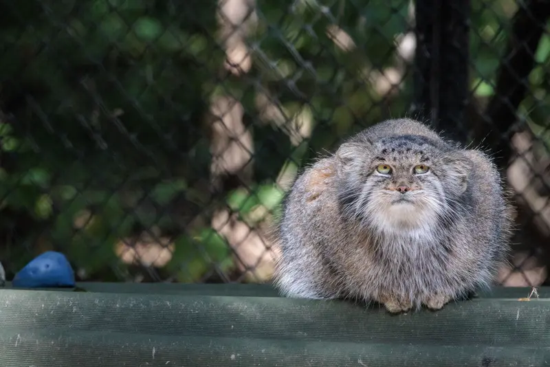 A photograph of Mia in Novosibirsk Zoo