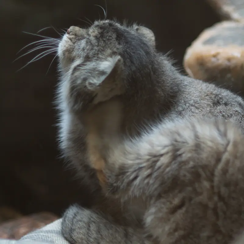 A photograph of Primula in Ueno Zoological Gardens