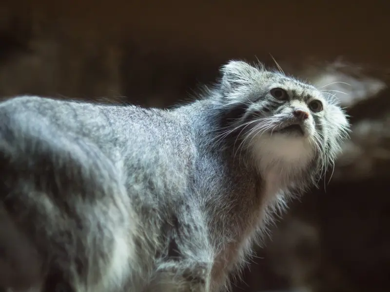 A photograph of Klyon in Ueno Zoological Gardens