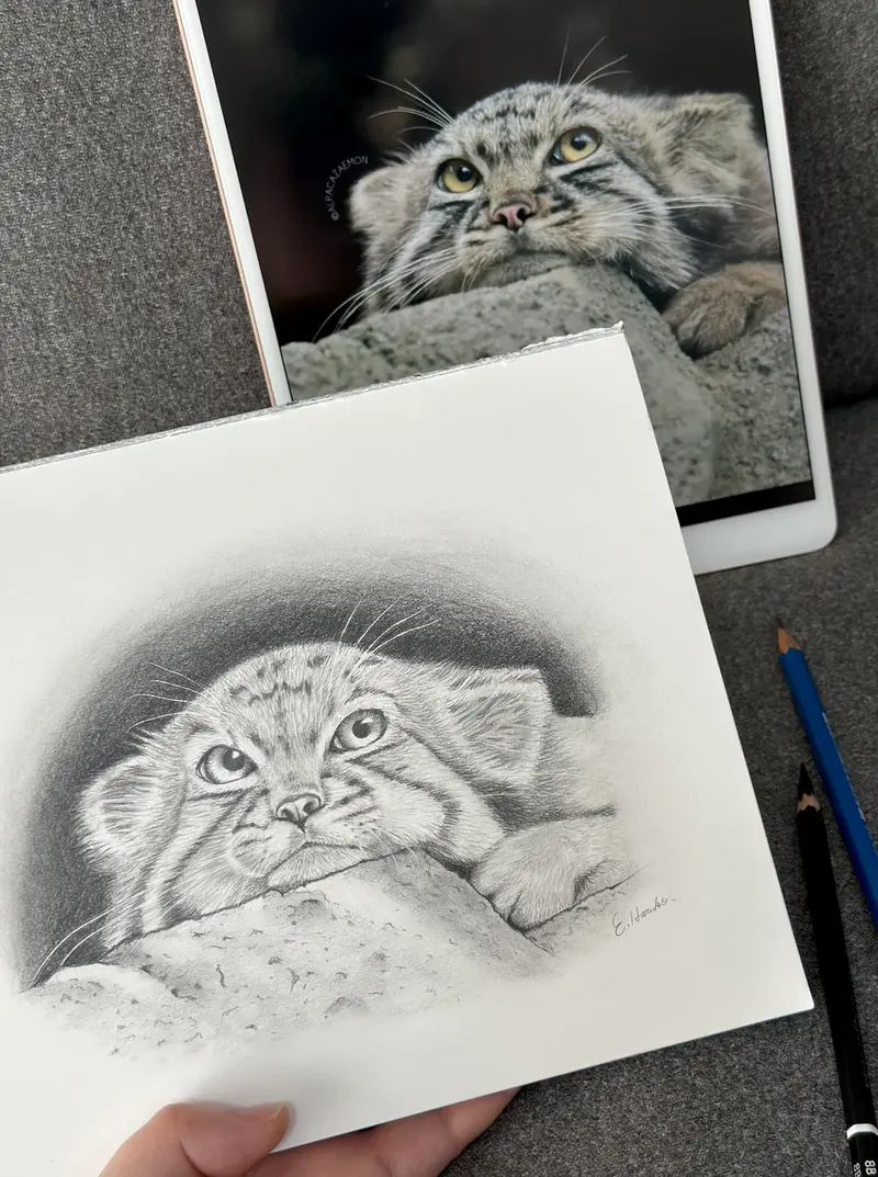 ✨☀️Thinking of Teru the Pallas's cat☀️✨