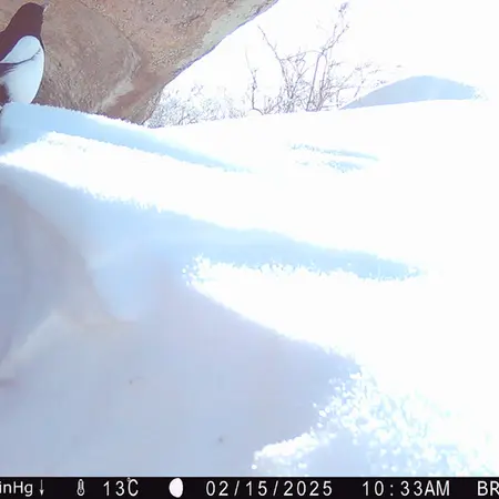 A photograph of a Pallas's cat from Shubaraigyr camera trap