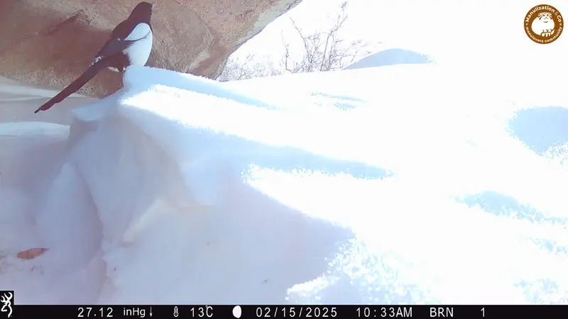 A photograph of a Pallas's cat from Shubaraigyr camera trap