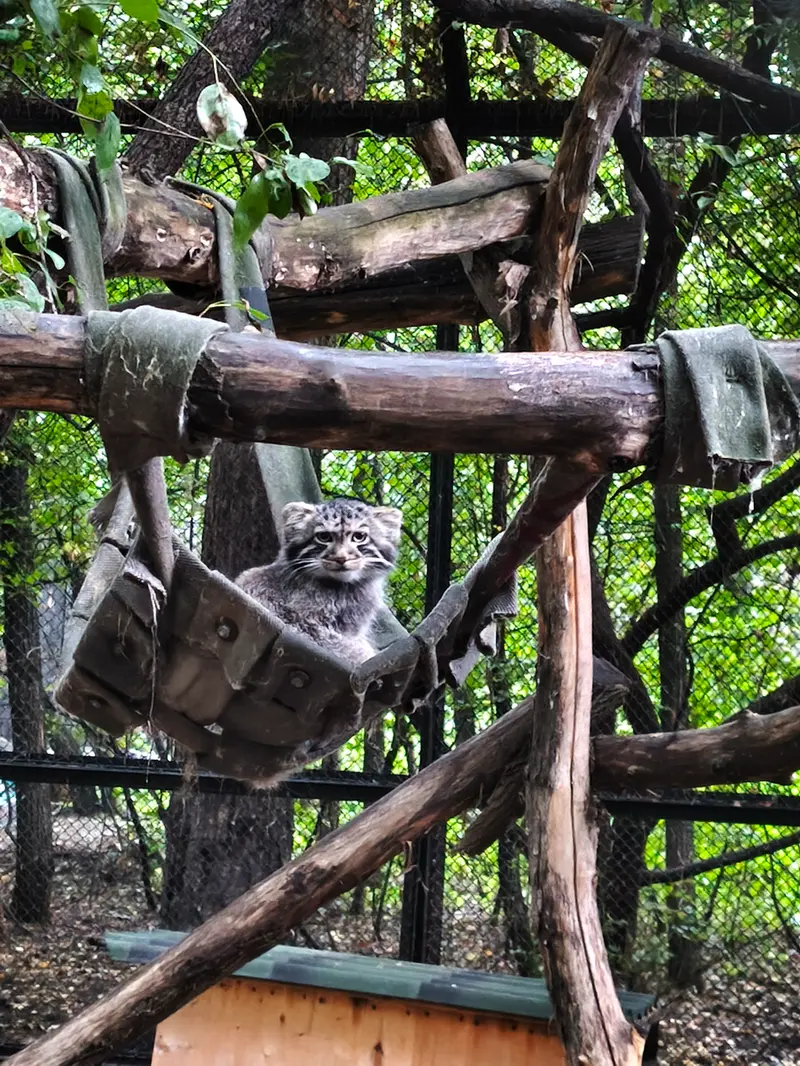 A photograph of a Pallas's cat in Novosibirsk Zoo