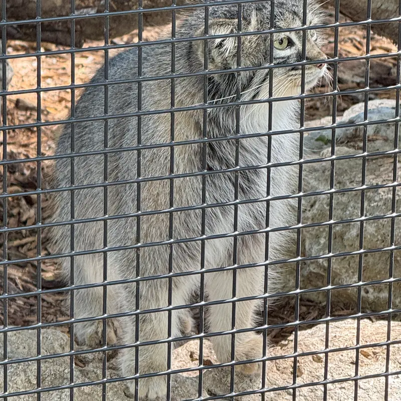 A photograph of Eevie in Niabi Zoo