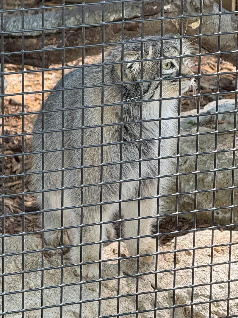 A photograph of Eevie in Niabi Zoo