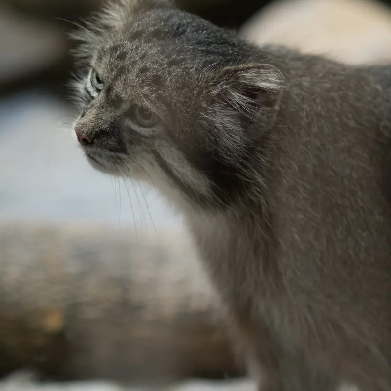 A photograph of Klyon in Ueno Zoological Gardens