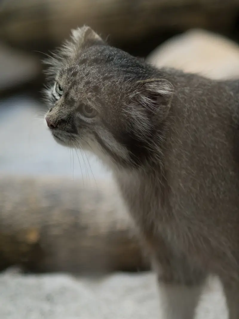 A photograph of Klyon in Ueno Zoological Gardens
