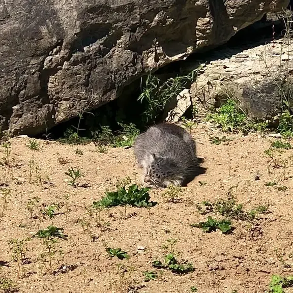 A photograph of a Pallas's cat in Port Lympne Wild Animal Park