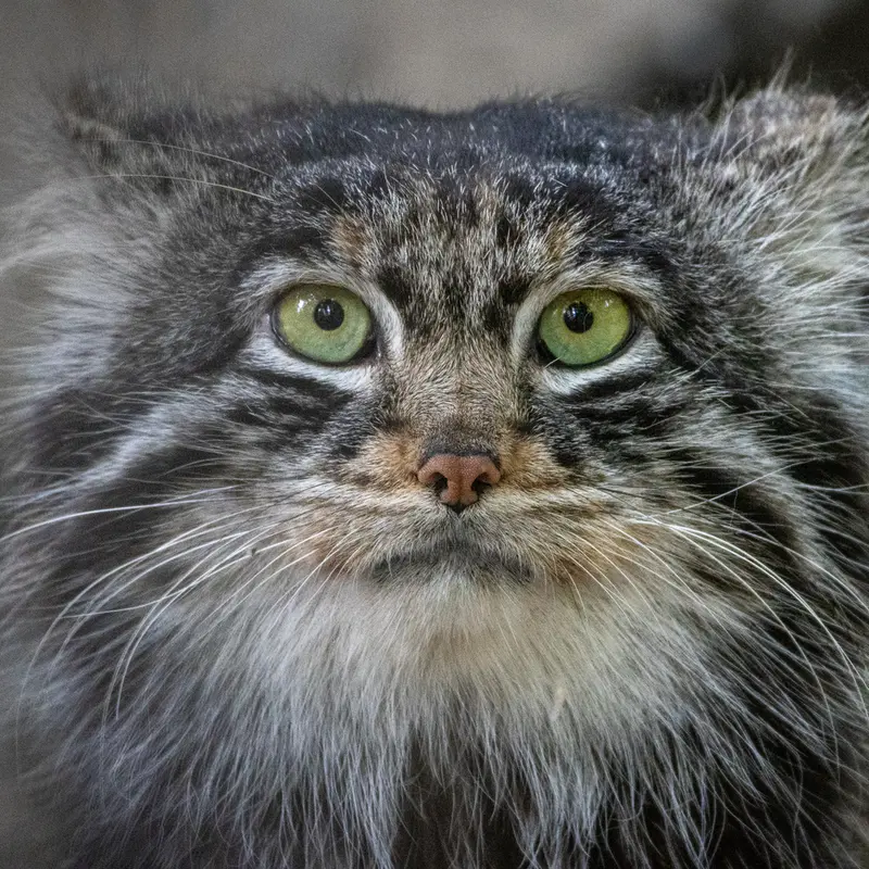 A photograph of Leon in Novosibirsk Zoo