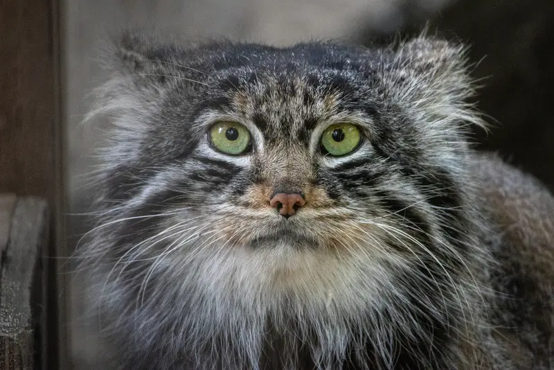 A photograph of Leon in Novosibirsk Zoo