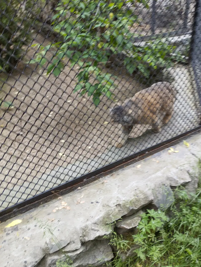 A photograph of a Pallas's cat in Novosibirsk Zoo