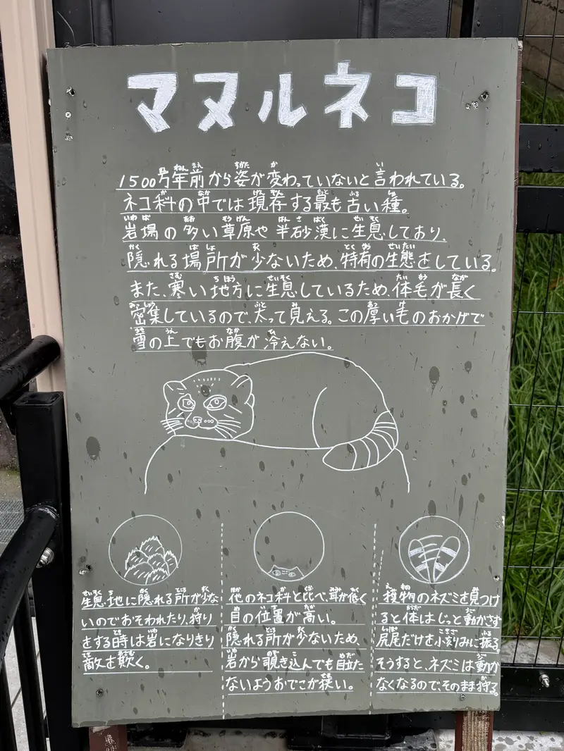 A photograph of Grusha and Hide in Asahiyama Zoo