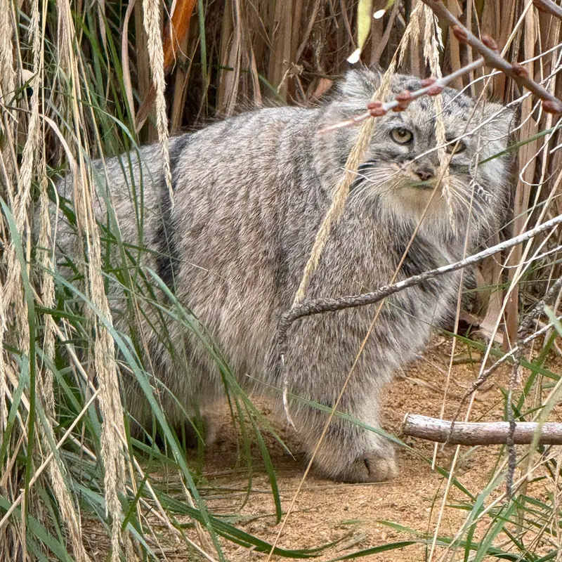 A photograph of Prinsessa in Prague Zoo