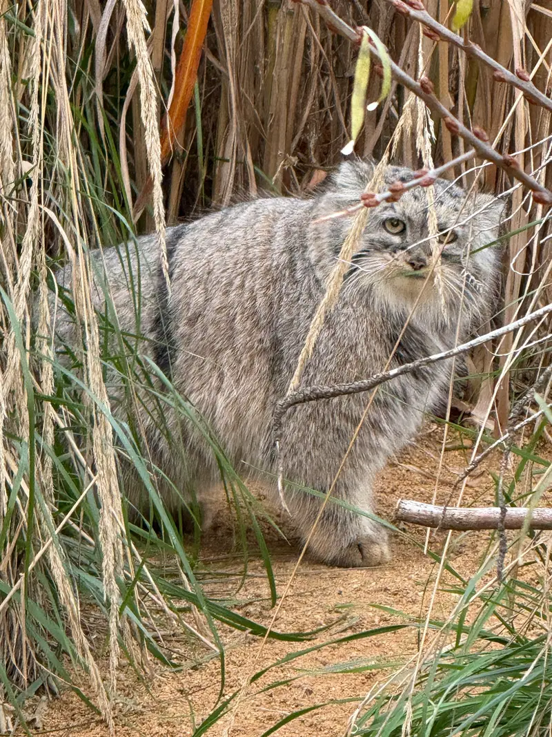 A photograph of Prinsessa in Prague Zoo