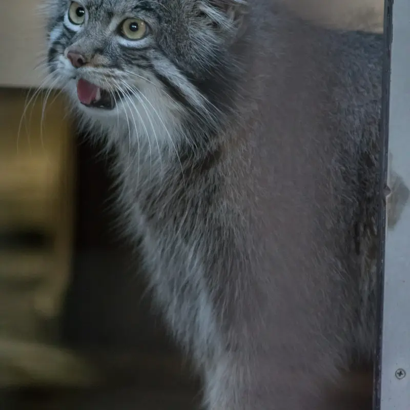 A photograph of Figa in Nogeyama Zoo