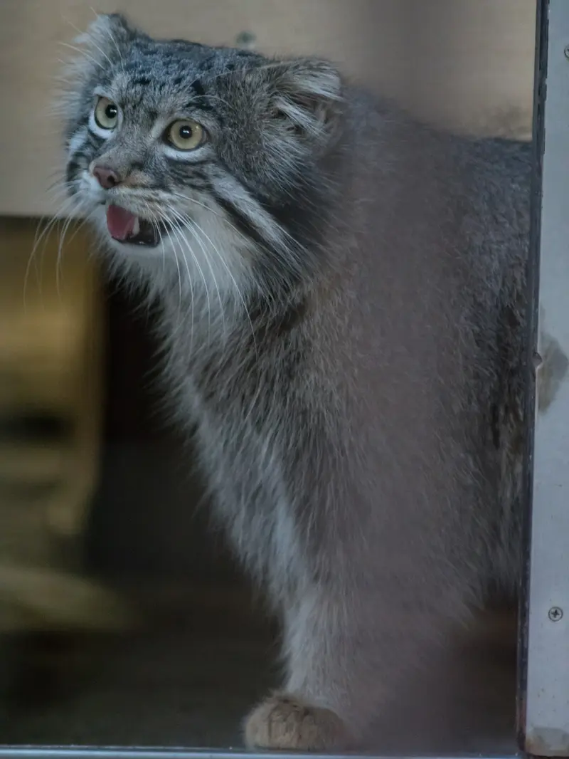 A photograph of Figa in Nogeyama Zoo