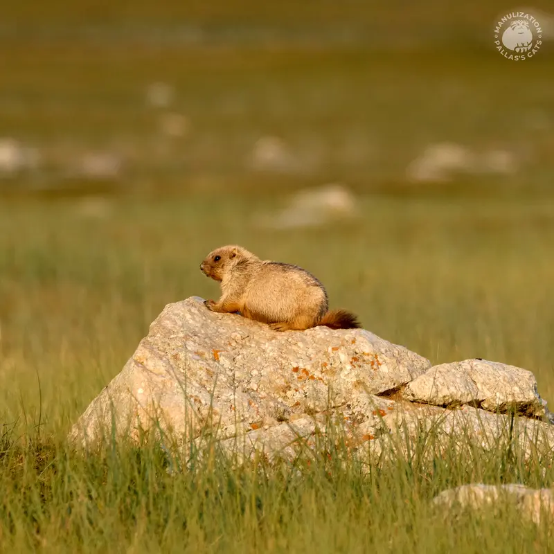 A photograph of a Pallas's cat