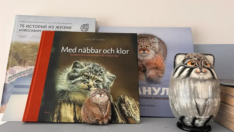 A photograph of a Pallas's cat