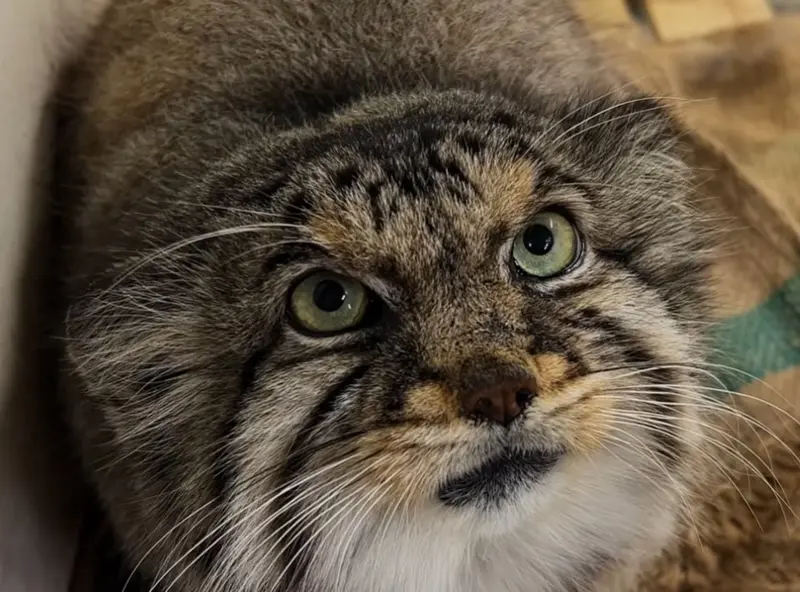 A photograph of a Pallas's cat