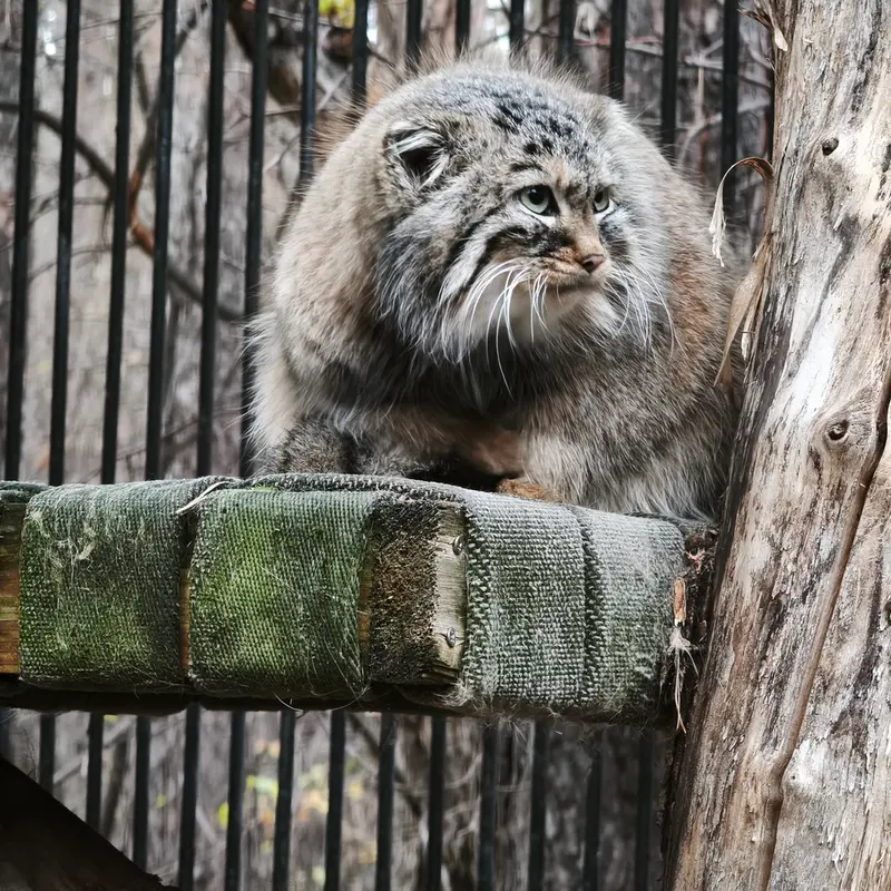 A photograph of Gabi in Novosibirsk Zoo