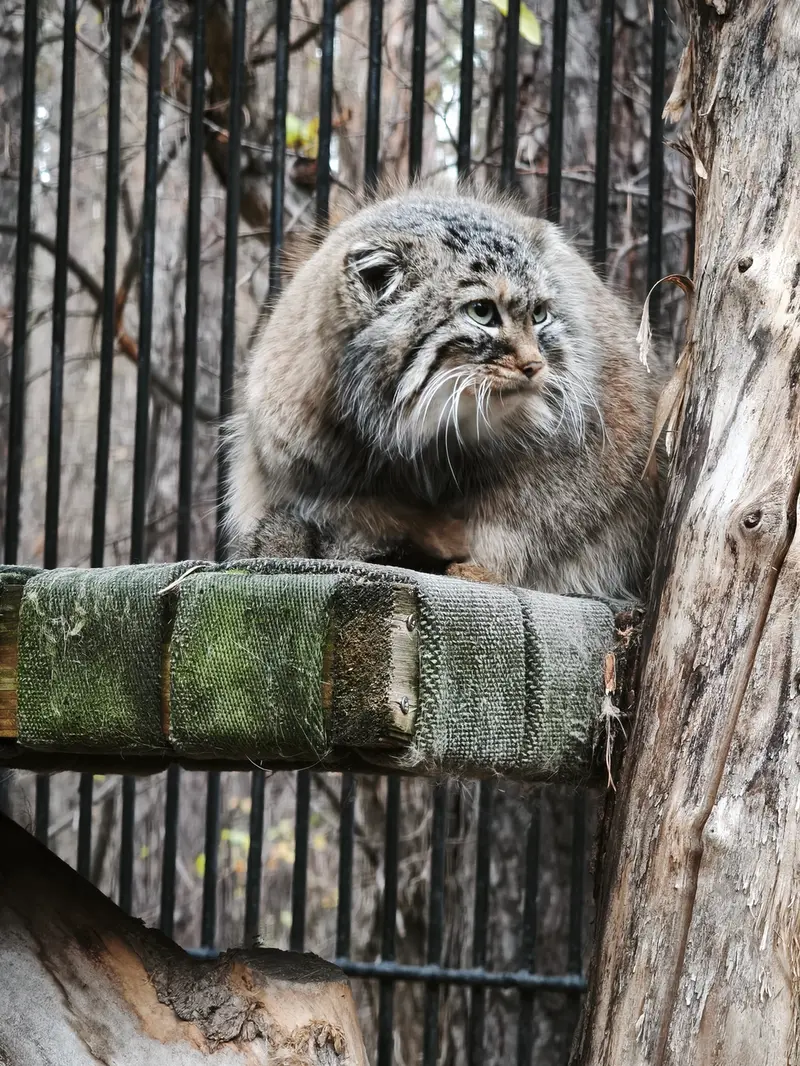 A photograph of Gabi in Novosibirsk Zoo