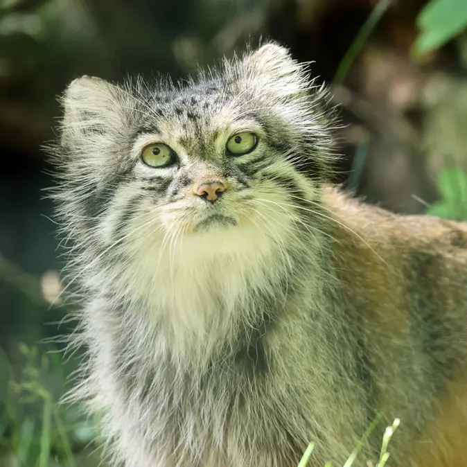 A photograph of a Pallas's cat in Tierpark Berlin