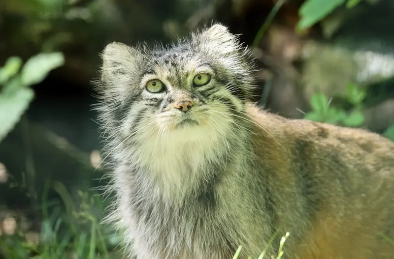 A photograph of a Pallas's cat in Tierpark Berlin