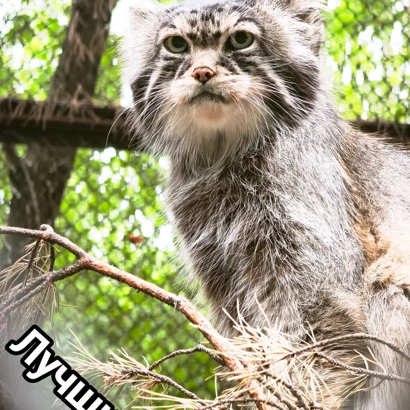 A photograph of George in Novosibirsk Zoo