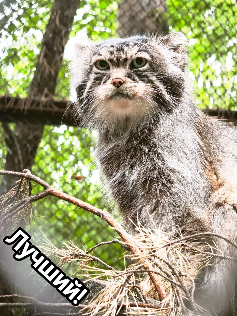A photograph of George in Novosibirsk Zoo