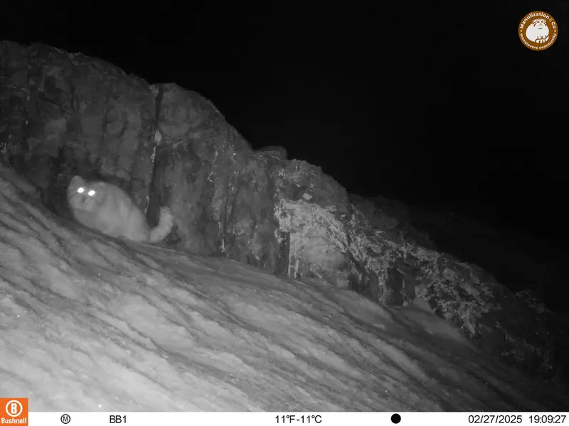 A photograph of Otocolobus manul manul from Aktas-Kunkora camera trap