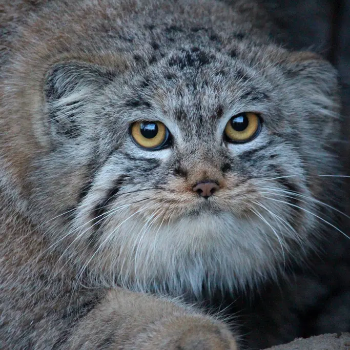 A photograph of Buchta in Spaycific'Zoo