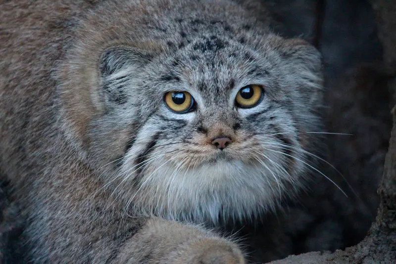 A photograph of Buchta in Spaycific'Zoo
