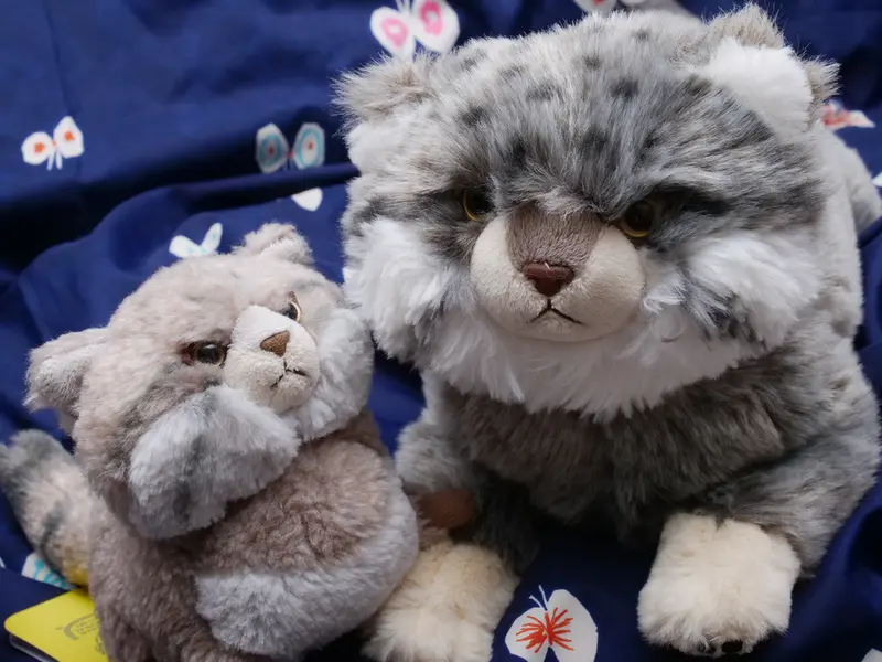 A photograph of a Pallas's cat