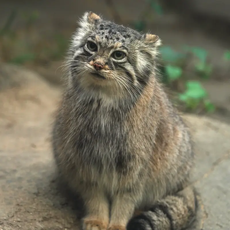 A photograph of Az in Kobe Animal Kingdom