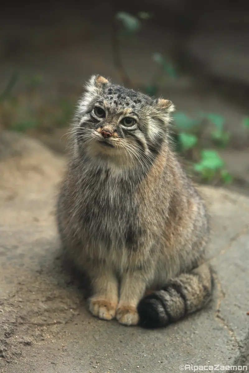 A photograph of Az in Kobe Animal Kingdom