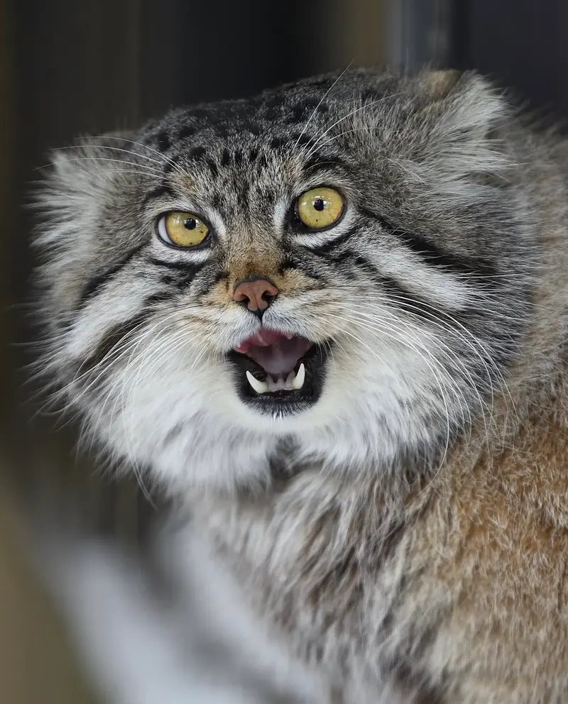A photograph of a Pallas's cat