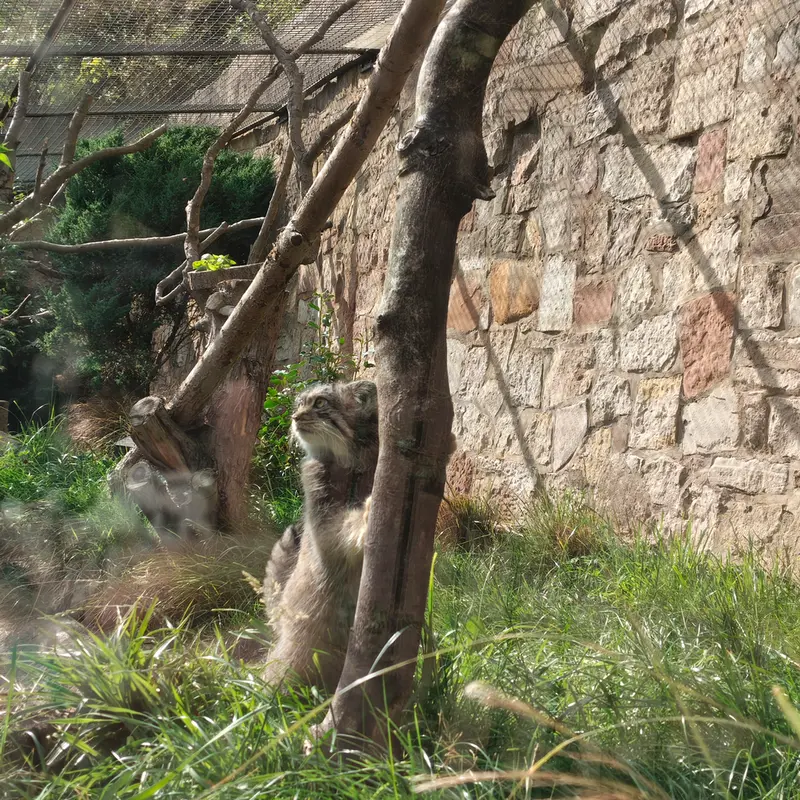 A photograph of Duchess in Edinburgh Zoo