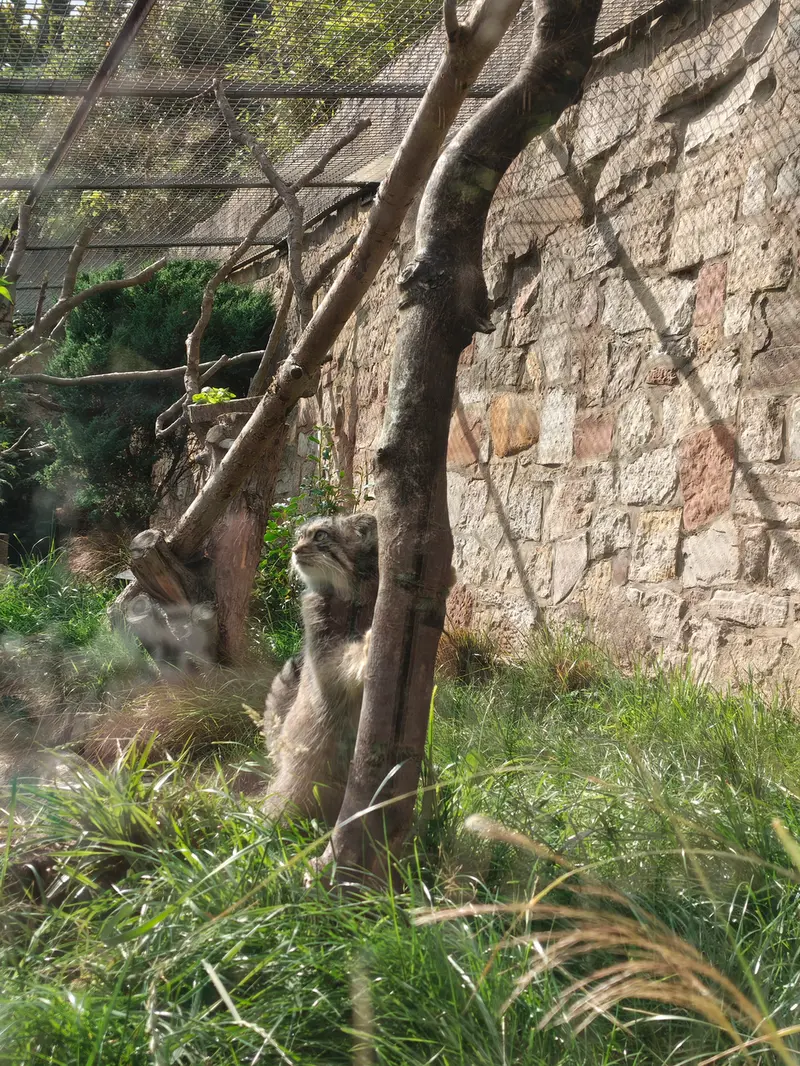 A photograph of Duchess in Edinburgh Zoo