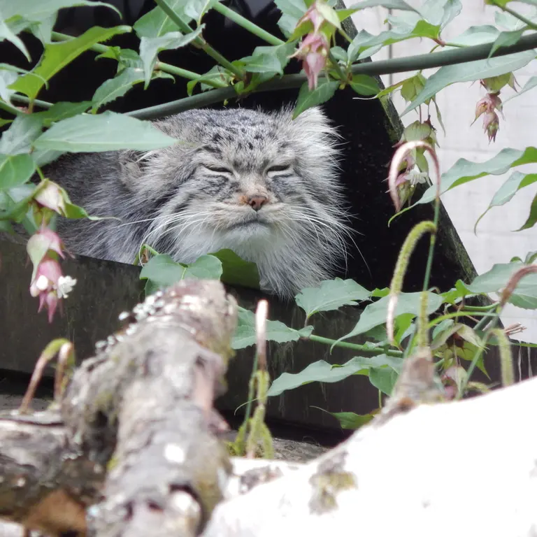 A photograph of Ewok in Tregomeur Zoo