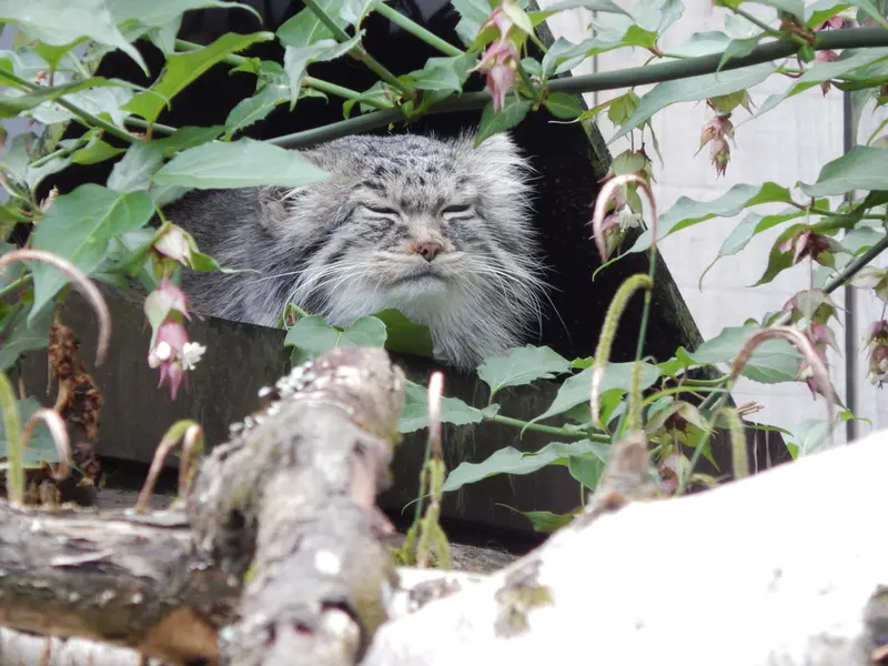A photograph of Ewok in Tregomeur Zoo