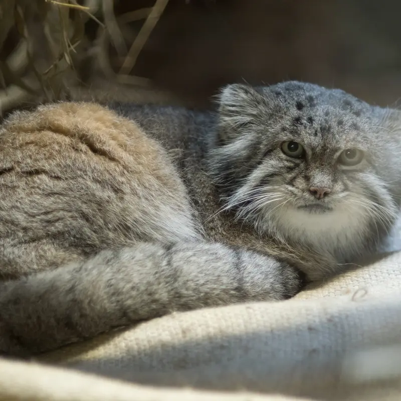 A photograph of Klyon in Ueno Zoological Gardens