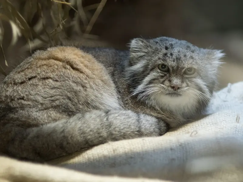 A photograph of Klyon in Ueno Zoological Gardens