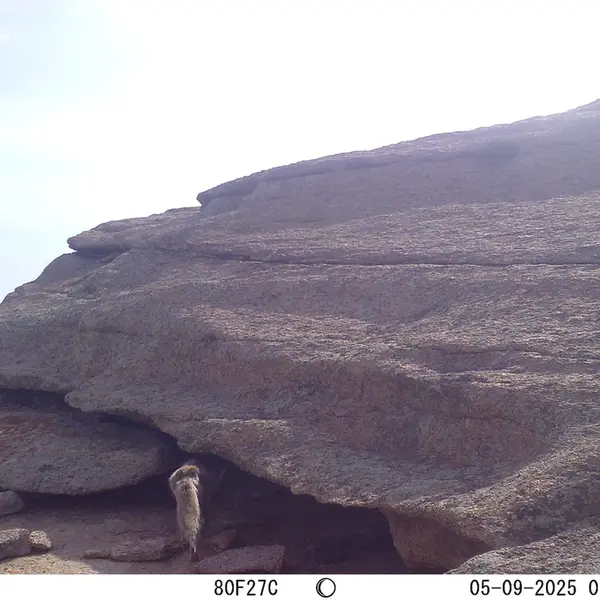 A photograph of Red fox from Bektauata 1 camera trap