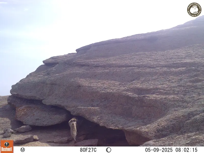 A photograph of Red fox from Bektauata 1 camera trap