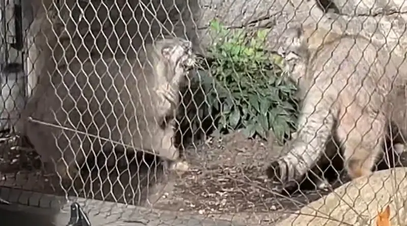 A photograph of Sarnai and Batu in Prospect Park Zoo