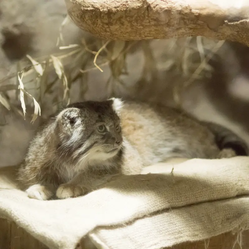 A photograph of Klyon in Ueno Zoological Gardens